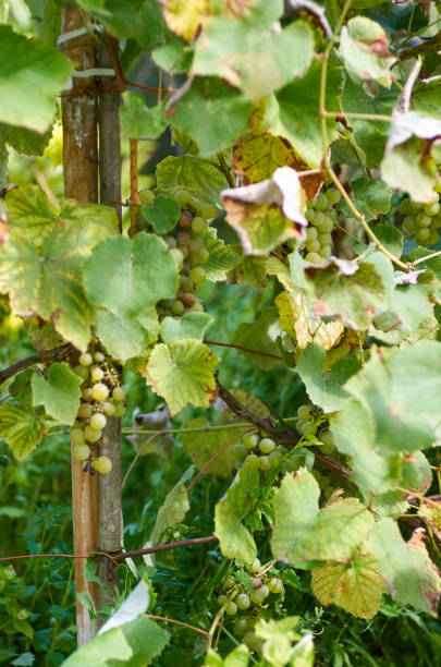 uvas maduras en sunny yard.grapes vid crecen en la vid. - napa grape vineyard vine fotografías e imágenes de stock