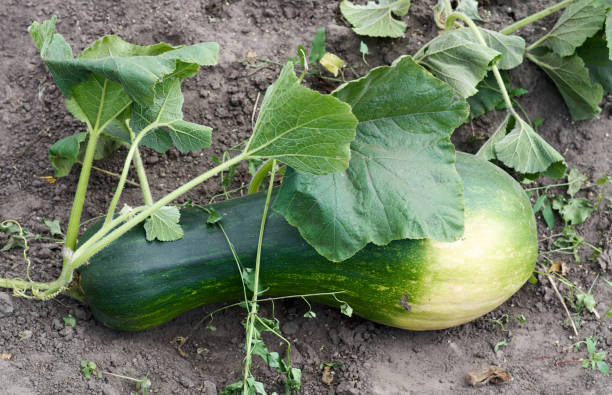 istock Growing Fresh squash vegetable in garden 836757026