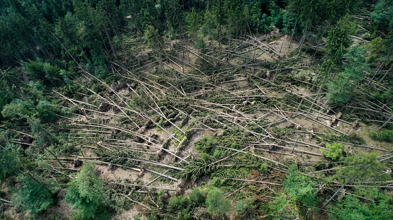 Storm damage in the forest, cleaning work - aerial view