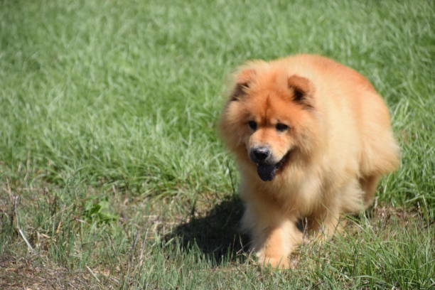 istock Chow Chow walking head-on tongue out 836761744