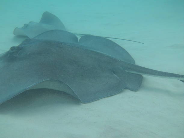 istock Stingray City - Grand Cayman Island 836762864