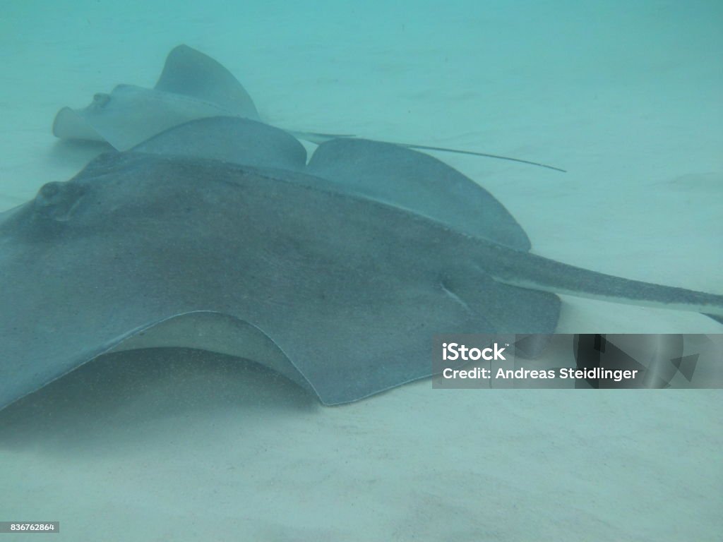 Stingray City - Grand Cayman Island Up close and personal with the rays from the Cayman Islands Arts Culture and Entertainment Stock Photo