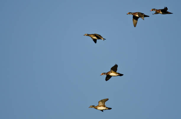 istock Flock of Wood Ducks Flying in a Blue Sky 836768620