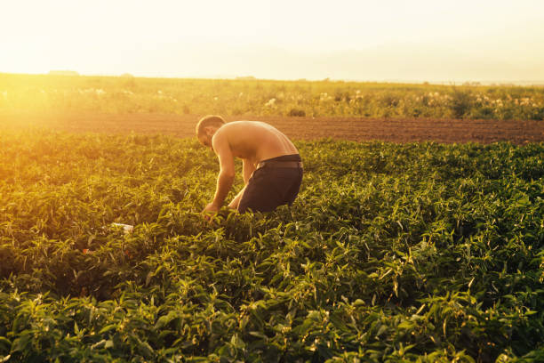 istock harvesting helper picking up ripe bell pepper at plantation 836774046