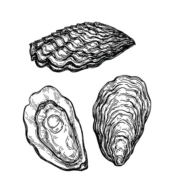 Oysters ink sketch. Oysters ink sketch. Isolated on white background. Hand drawn vector illustration. Retro style. collection clam stock illustrations
