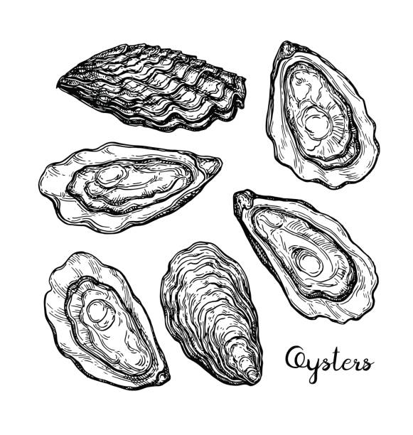 illustrazioni stock, clip art, cartoni animati e icone di tendenza di schizzo a inchiostro oysters. - oyster