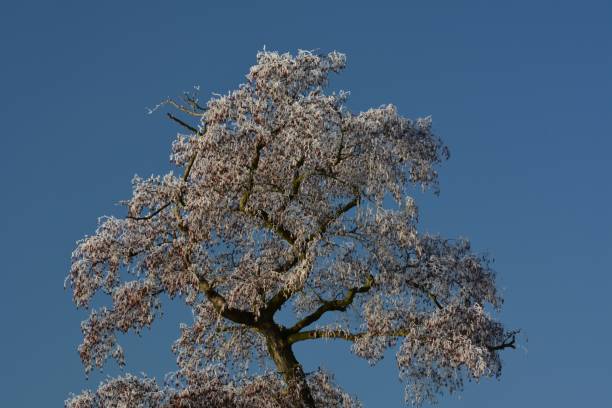 istock Hoarfrost 2016 in Brandenburg, Germany 836788276