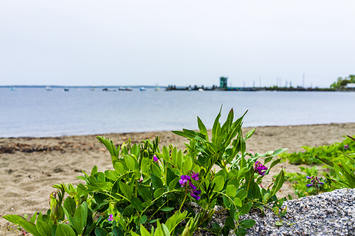 Marina harbor boats in the distance in Lincolnville, Maine small village during rain and beach with purple flowers
