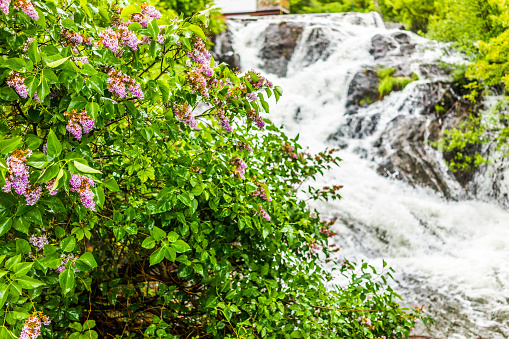 Lilac bush with purple flowers by waterfall in Camden, Maine