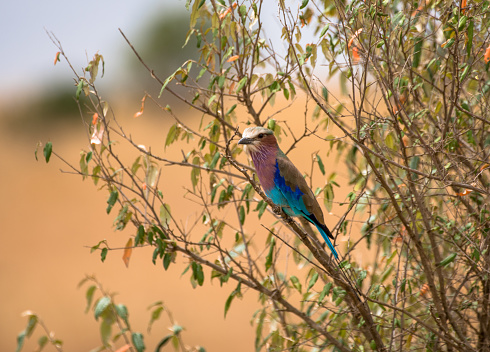 Kenya Bird Roller
