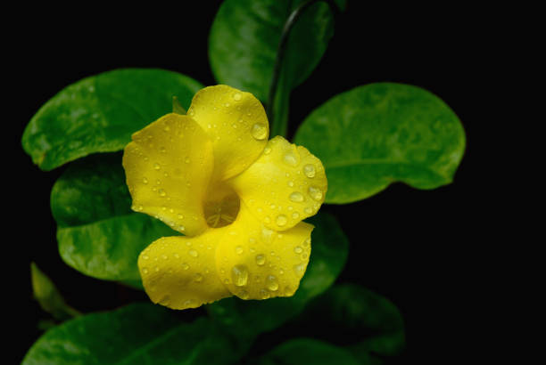 flowers of yellow elder with bright golden yellow