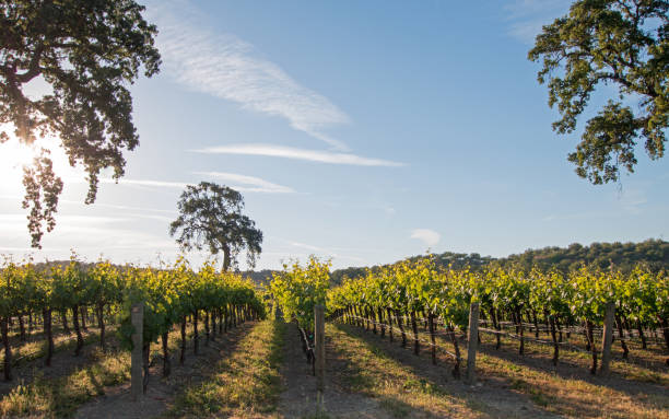 california valley oak tree in vigna all'alba nel vigneto paso robles nella central valley della california stati uniti - san luis obispo county california hill valley foto e immagini stock