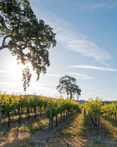 california valley oak tree in vigna all'alba nel vigneto paso robles nella central valley della california stati uniti - san luis obispo county california hill valley foto e immagini stock