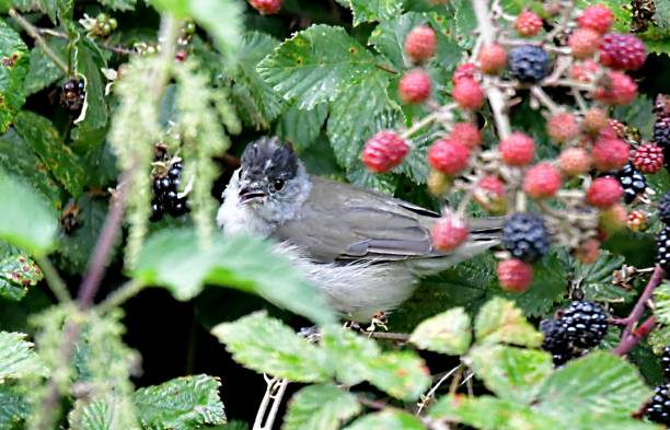 istock blackcap bird in blackberry bush 836809560
