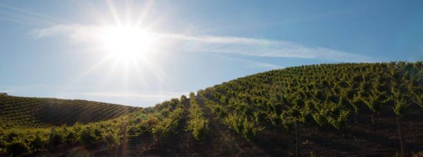 sole al mattino presto che splende sui vigneti di paso robles nella central valley della california stati uniti - san luis obispo county california hill valley foto e immagini stock