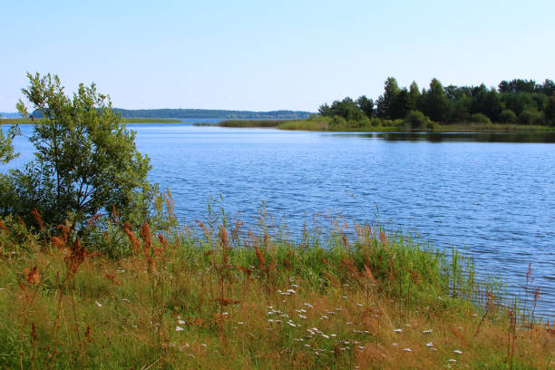 istock beautiful dense green forest on the blue lake shore 836810332