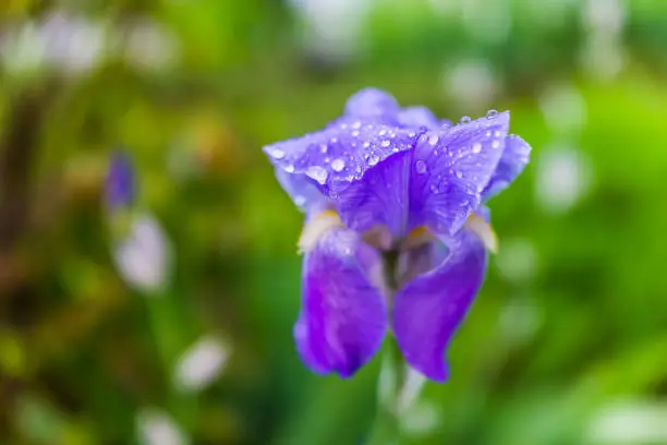 Macro closeup of purple iris flower with water drops