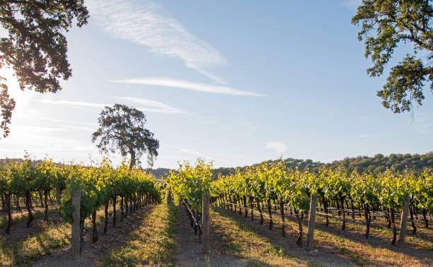 калифорнийская долина дуб в винограднике на восходе солнца в винограднике пасо роблес в центральной долине калифорнии соединенные штаты - valley oak стоковые фото и изображения