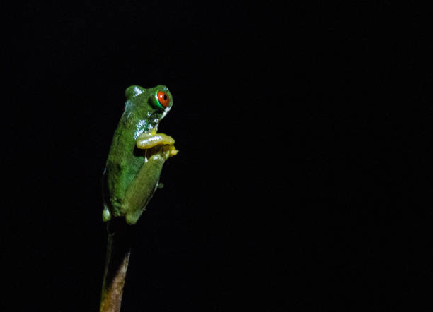 istock Frogs of Costa Rica 836825508
