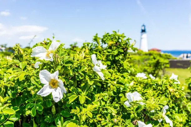 Closeup of many white rugosa rose rosehip flower on bush in Maine with lighthouse in background