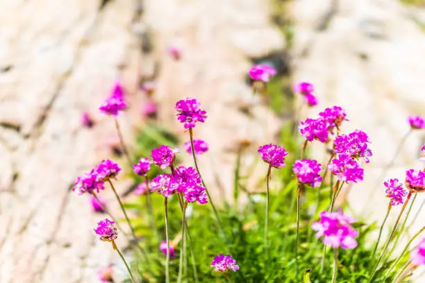 Closeup of tiny pink verbena flowers on tall stems with rock background on Maine Coast