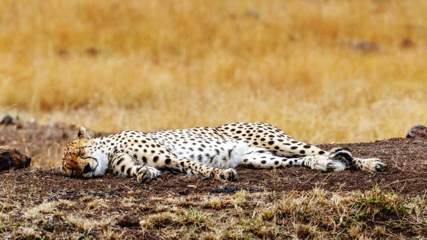 istock Cheetah Sleeping in Africa 836842518