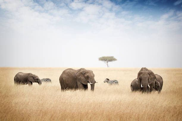 istock Elephants Grazing in Kenya Africa 836842692