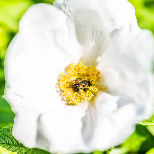 Macro closeup of white rugosa rose rosehip flower on bush in Maine with bumblebee