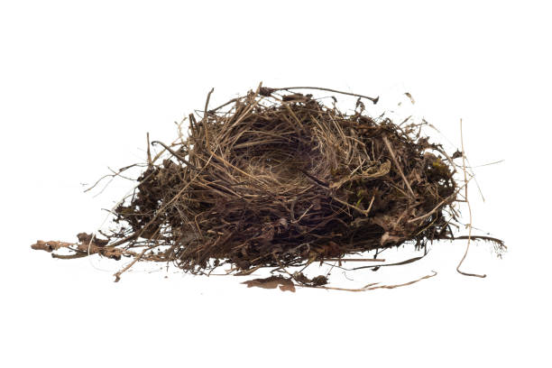 istock Birds Nest Isolated On White Background 836848902