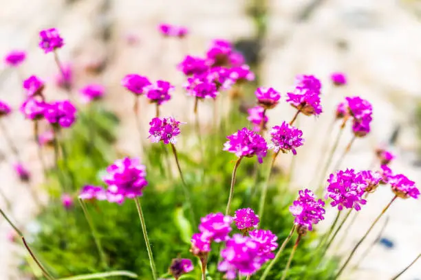 Closeup of tiny pink verbena flowers on tall stems with rock background on Maine Coast