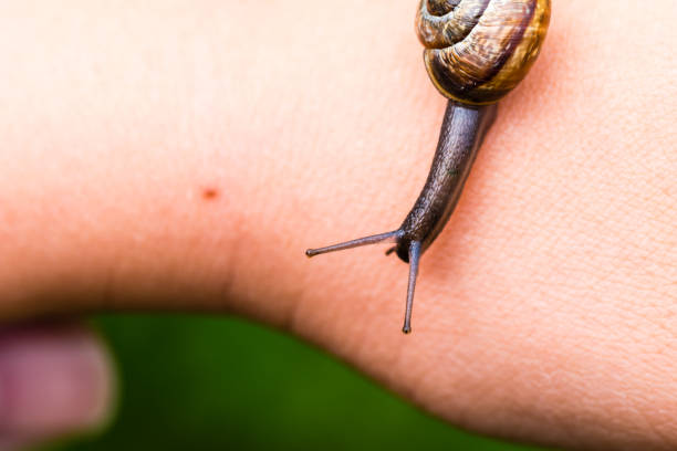 istock Small cute snail crawling on hand and looking around 836853240