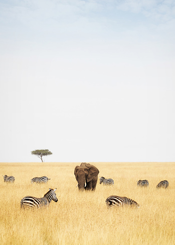 Zebra and an elephant in tall grass field in the Masai Mara in Africa with copy space in the cloudy sky