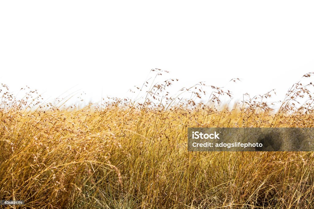 Rode haver gras geïsoleerd - Royalty-free Gras Stockfoto