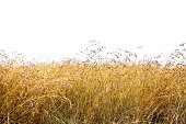 Red Oat Grass Isolated
