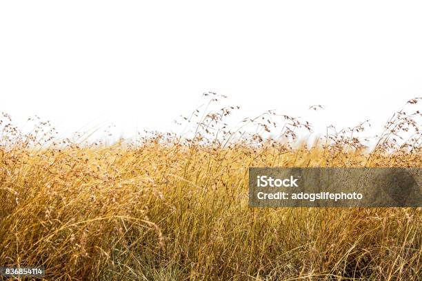 Red Oat Grass Isolated Stock Photo - Download Image Now - Grass, Savannah, Plain