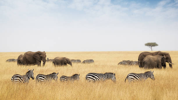 istock Zebra and Elephants Walking in Kenya Grasslands 836854264