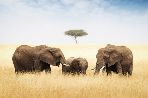 istock Three elephant in tall grass in Africa 836859468