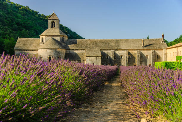 campo y abadía de senanque, provenza, francia - senanque fotografías e imágenes de stock