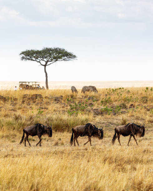 istock Safari Drive With Wildebeest and Zebra 836875488