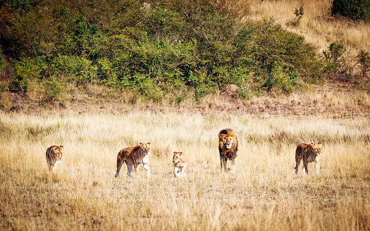 Lion pride with five members walking towards camera through the long red oat grass in Kenya Africa