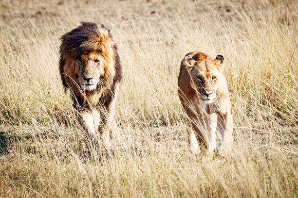 istock Lion and Lioness Walking Towards Camera 836883874