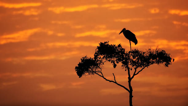 istock Maribou Stork on Tree With Orange Sunrise Sky 836884086