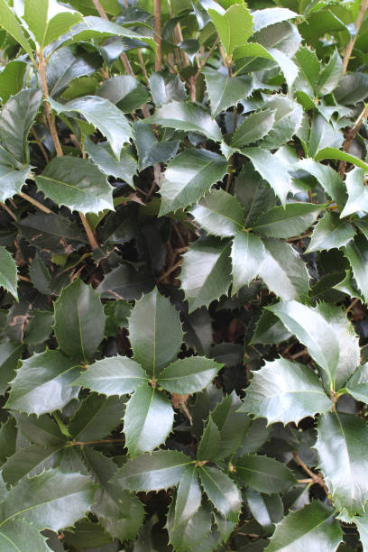 istock Holly leaves background showing new growth 836909992