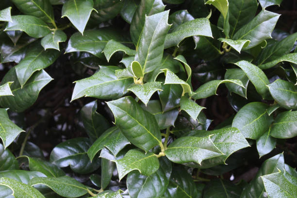 istock Background of holly leaves with dew 836909996
