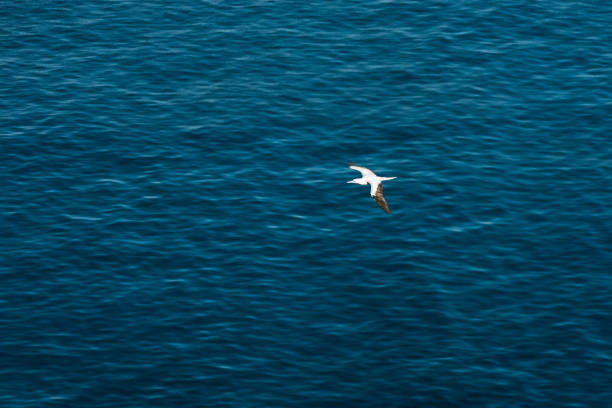 istock Magnificent frigatebird (Fregata magnificens) 836910524