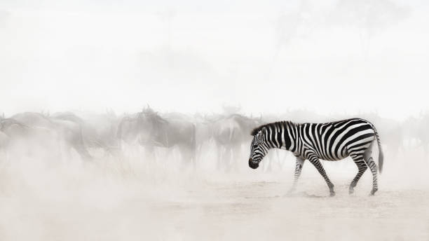 istock Zebra in Dust of Africa 836917220
