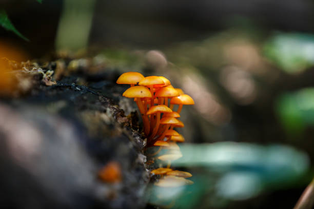 Orange Mushrooms stock photo