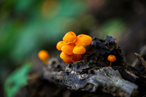 A cluster of bright orange mushrooms grows on a piece of rotting wood