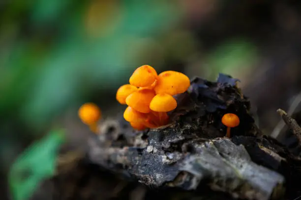 Photo of Orange Mushrooms
