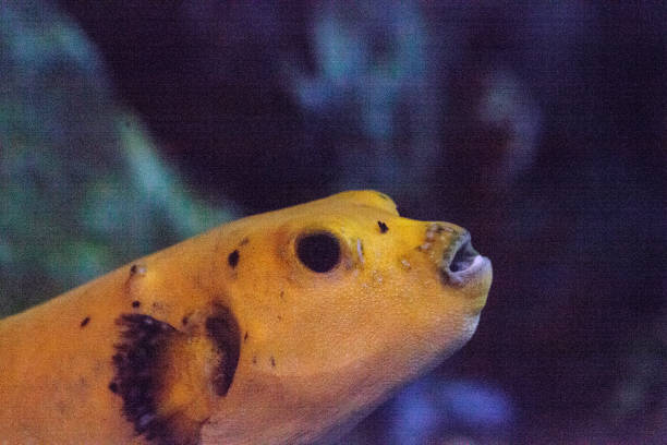 Yellow puffer fish Arothron nigropunctatus Yellow puffer fish Arothron nigropunctatus is also called the dog-faced puffer and is a tropical marine fish arothron nigropunctatus stock pictures, royalty-free photos & images